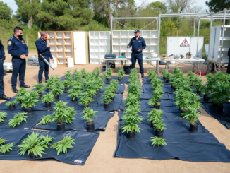 la guardia civil desmantela redes de cultivo ilegal de cannabis en girona 1750069955