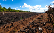analisis del incendio en agramunt y sus repercusiones agricolas 1751480549