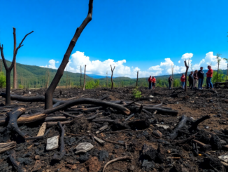 analisis de la respuesta a los incendios en verin y sus consecuencias python 1756379340