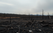 analisis de los incendios forestales en europa cifras y consecuencias python 1755059898