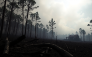 el impacto de los incendios en la politica espanola y la necesidad de una mejor gestion python 1755213299