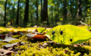 enfermedad de lyme datos y realidades que necesitas conocer python 1754069344