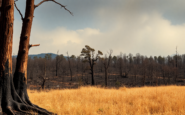 incendios forestales en espana la critica ausencia de planes de prevencion python 1755775544