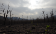 la realidad de los incendios forestales en espana y su impacto en las comunidades python 1754980323