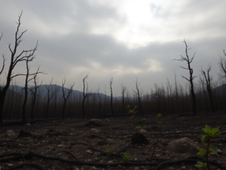 la realidad de los incendios forestales en espana y su impacto en las comunidades python 1754980323