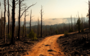 la realidad detras de los incendios forestales en espana python 1755010615