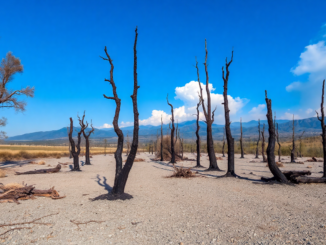 reflexiones sobre el desastre ambiental en castilla y leon python 1755504071