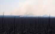el incendio del pico del lobo se expande por un area natural protegida python 1758998432