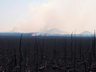 el incendio del pico del lobo se expande por un area natural protegida python 1758998432